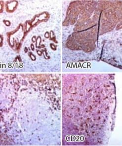 Novodiax pHRP Goat Anti-Mouse IgG (Ready to use)