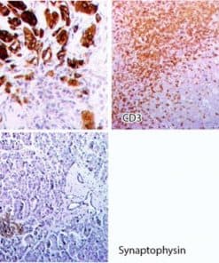 Novodiax pHRP Goat Anti-Rabbit IgG (Ready to use)