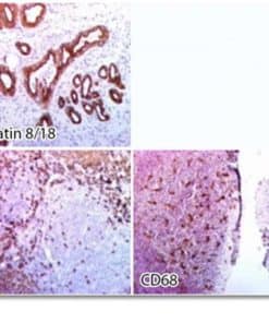 NovodiaxQ-StainpolyHRPGoatAnti-MouseRabbitIgG