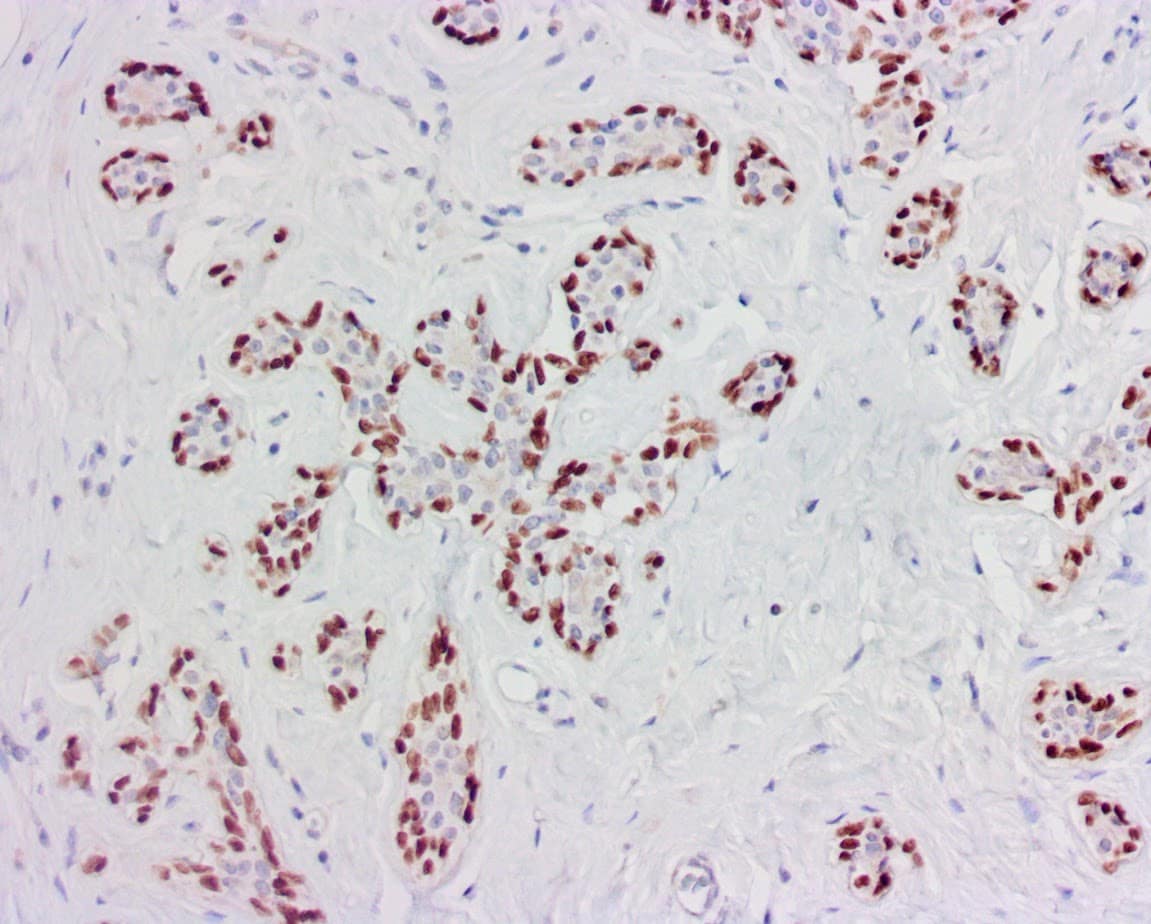QSX p40 (Clone R392) on FFPE normal breast tissue
